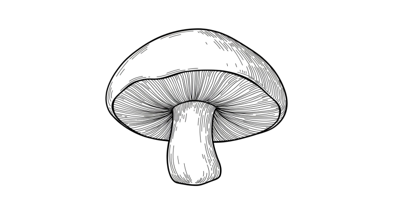 Mushroom Transparent Png (6)