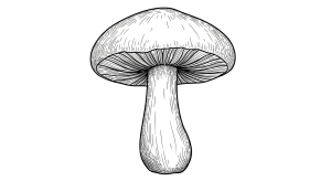 Mushroom Transparent Png (7)