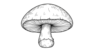 Mushroom Transparent Png (8)