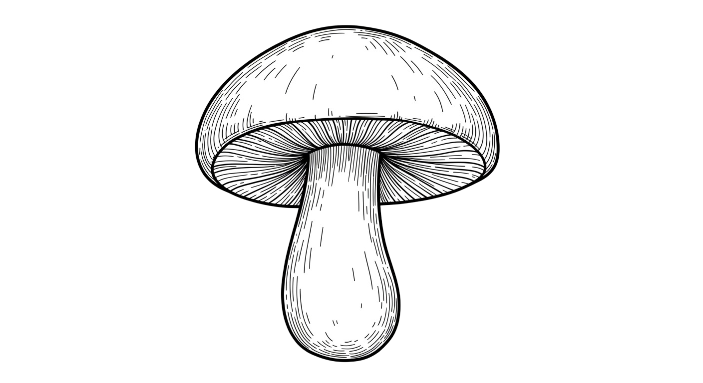 Mushroom Transparent Png (9)