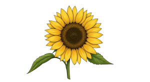 Synflower Transparent Png (11)