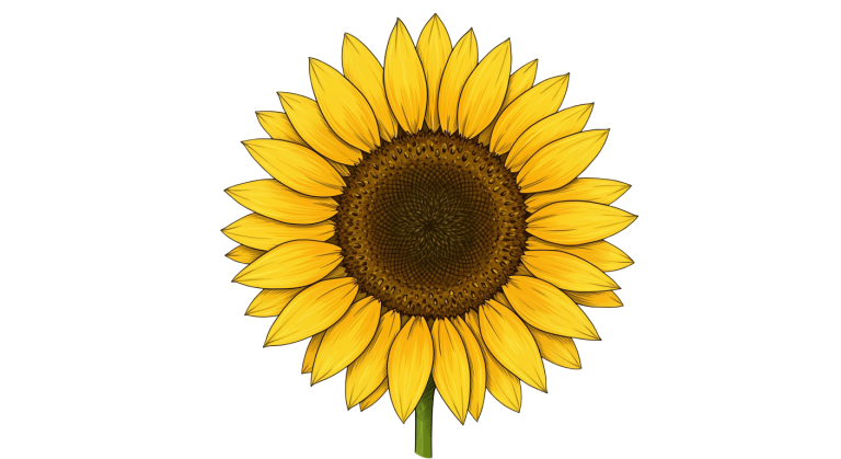 Synflower Transparent Png (14)