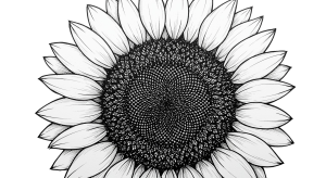 Synflower Transparent Png (15)