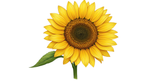 Synflower Transparent Png (16)