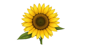 Synflower Transparent Png (19)