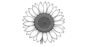 Synflower Transparent Png (2)