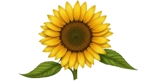 Synflower Transparent Png (20)