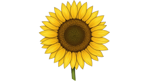 Synflower Transparent Png (22)