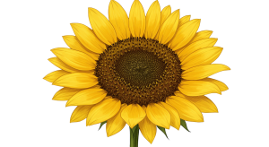 Synflower Transparent Png (24)