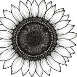 Sun Flower PNG