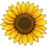 Synflower Transparent Png (8)
