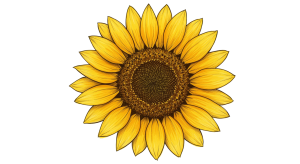 Synflower Transparent Png (8)