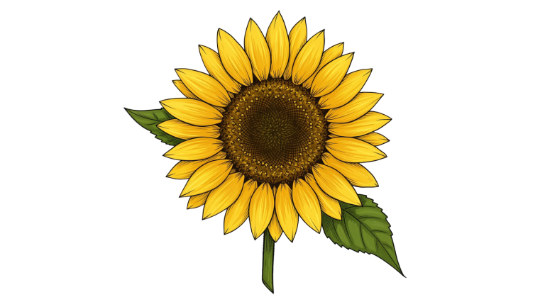 Synflower Transparent Png (9)