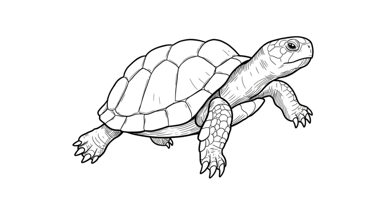 Turtle Transparent Png (12)