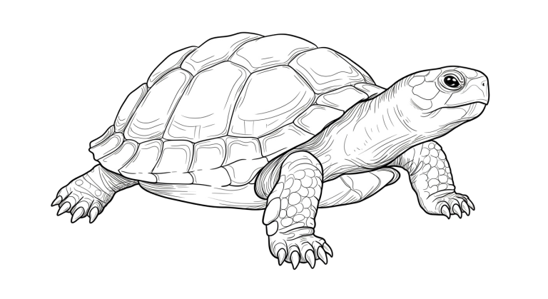 Turtle Transparent Png (15)