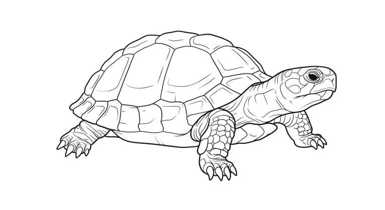 Turtle Transparent Png (16)