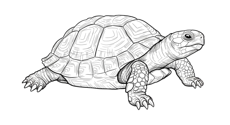 Turtle Transparent Png (17)