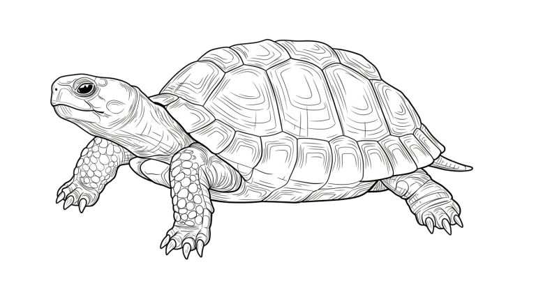 Turtle Transparent Png (19)