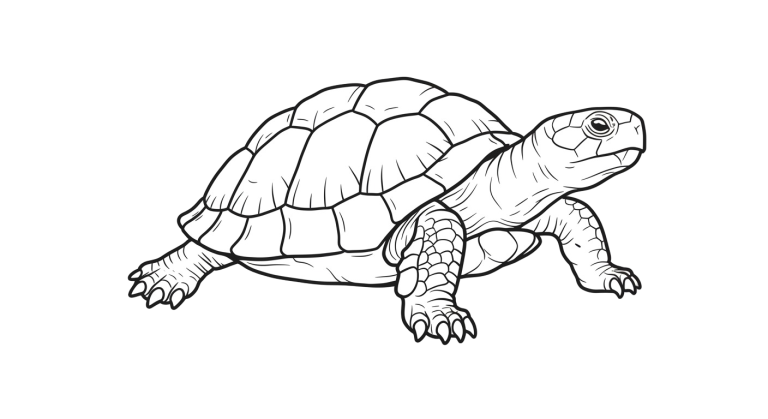 Turtle Transparent Png (22)