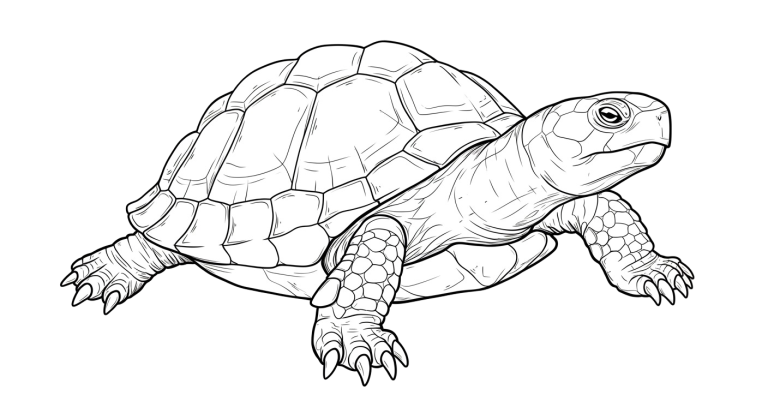 Turtle Transparent Png (24)