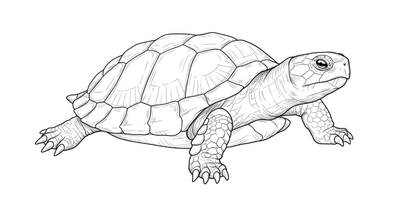 Turtle Transparent Png (25)