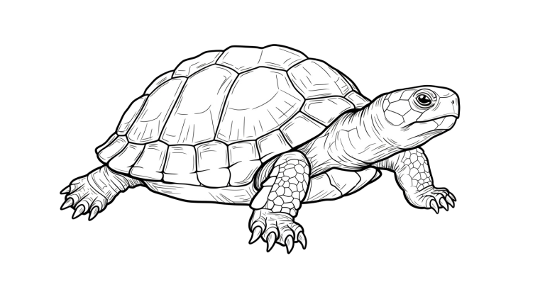Turtle Transparent Png (26)