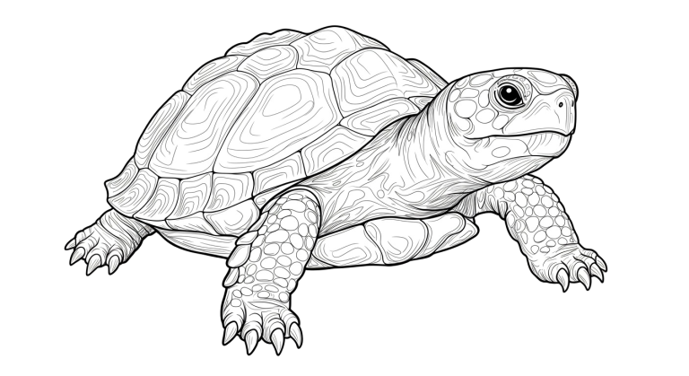 Turtle Transparent Png (29)