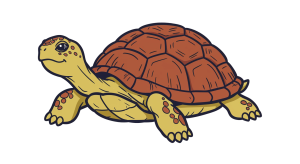 Turtle Transparent Png (39)