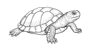 Turtle Transparent Png (43)