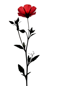 Beautiful rose png image