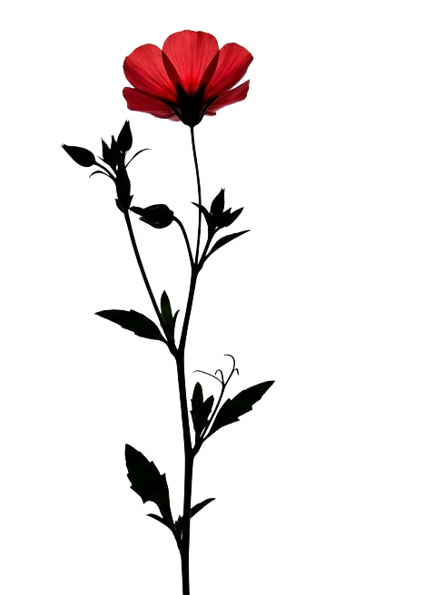 Beautiful rose png image