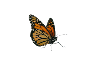Butterfly png transparent background 202607101501