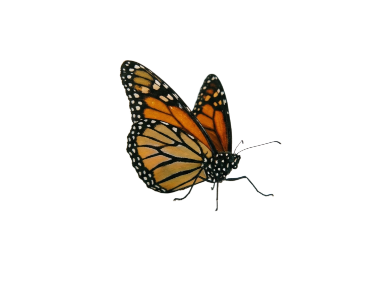 Butterfly png transparent background 202607101501