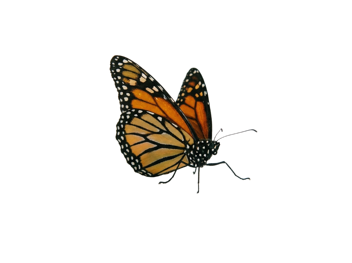 Butterfly png transparent background 202607101501