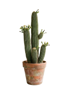Cactus in pot white background 202607101501