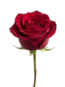 Single rose png transparent 202607101501