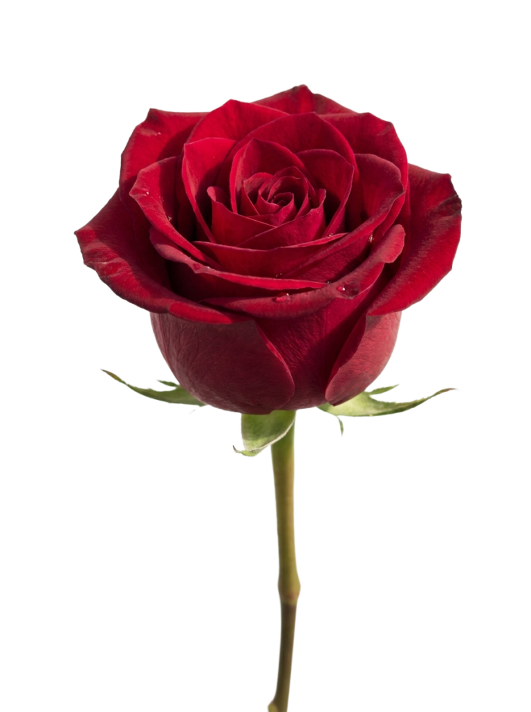 Single rose png transparent 202607101501