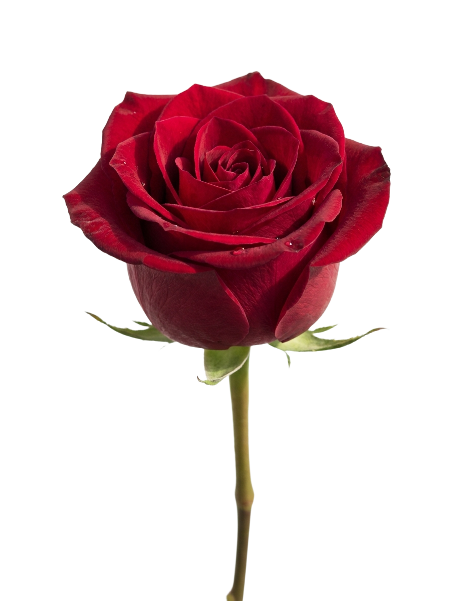 Single rose png transparent 202607101501