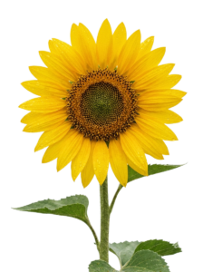 Single sunflower png transparent 202607101501
