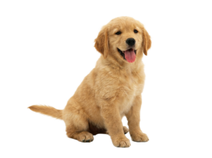 A golden retriever puppy sitting PNG transparent background.