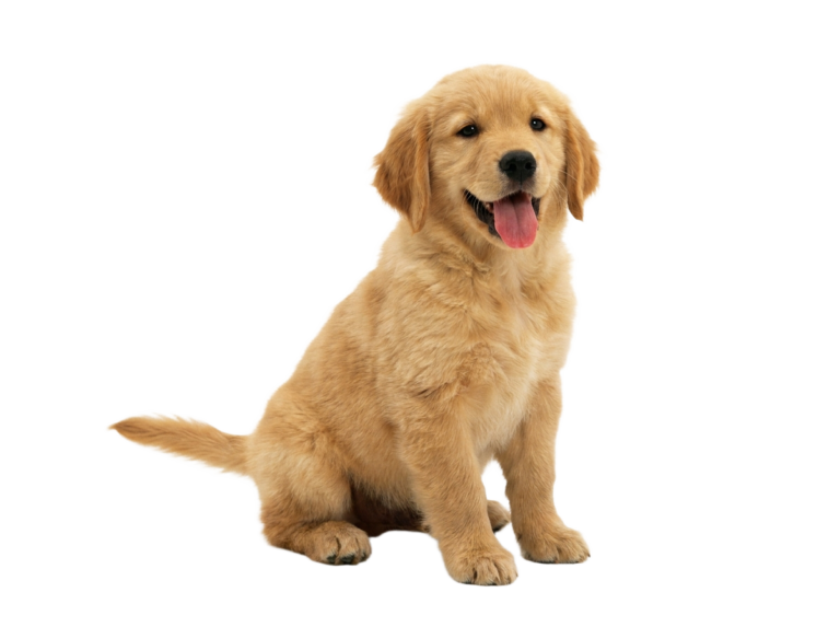A golden retriever puppy sitting PNG transparent background.