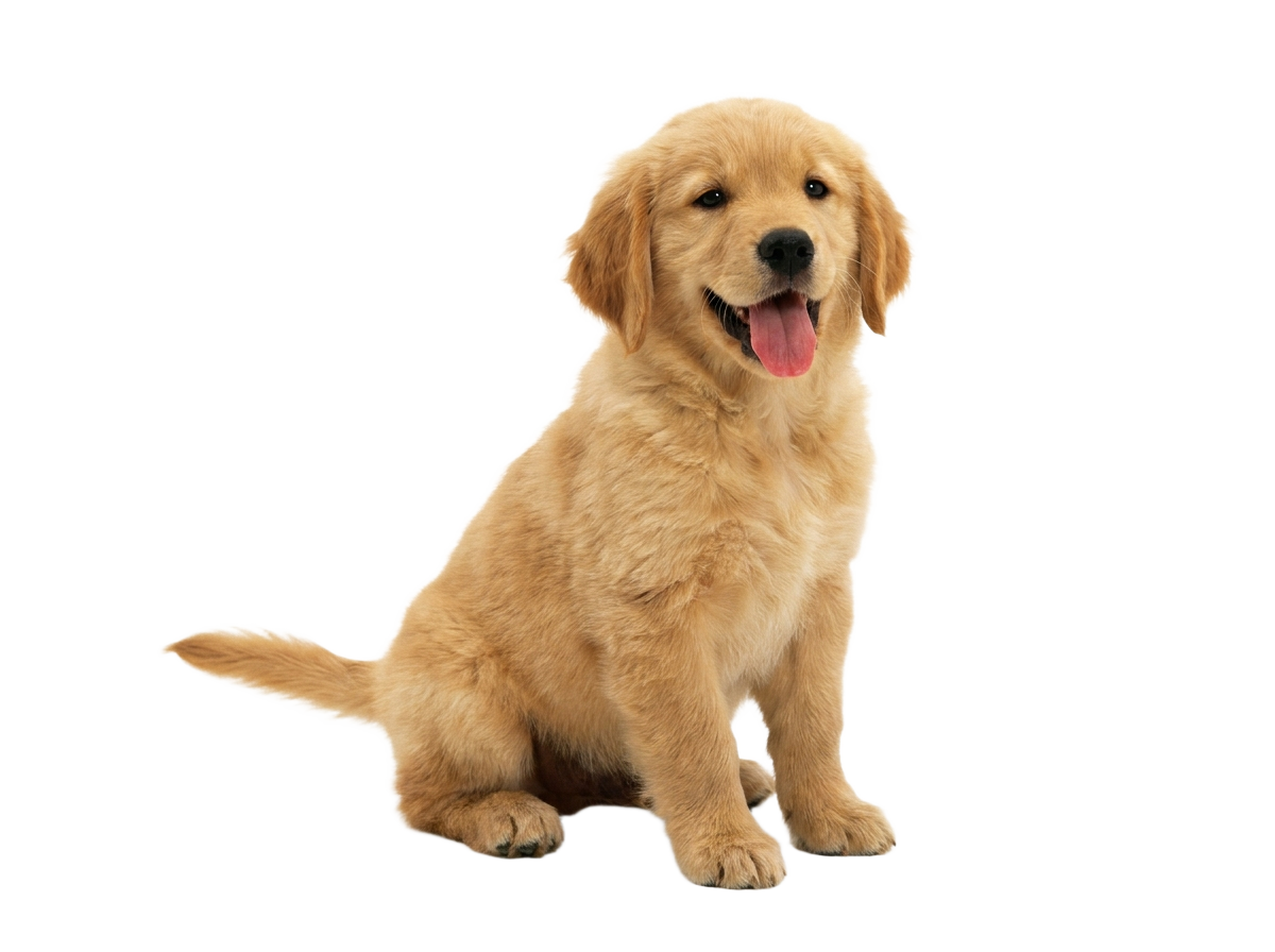 A golden retriever puppy sitting PNG transparent background.