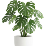 A large green plant in a white pot PNG transparent background