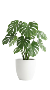 A large green plant in a white pot PNG transparent background