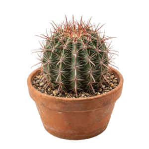 A small cactus in a brown pot PNG transparent background.