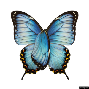 Blue butterfly on a white background png transparent background