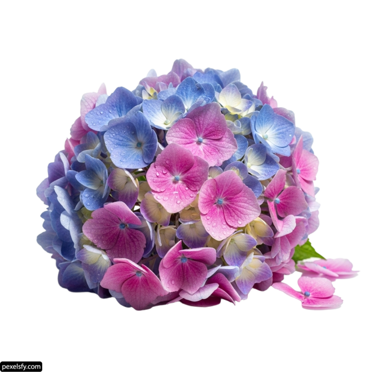 Bunch of blue and pink flowers with water droplets on them png transparent background
