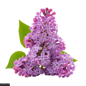 Bunch of purple lilac flowers with green leaves png transparent background