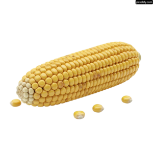 Ear of corn on a white background png transparent background