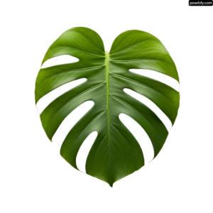 Green leaf in the shape of a heart png transparent background
